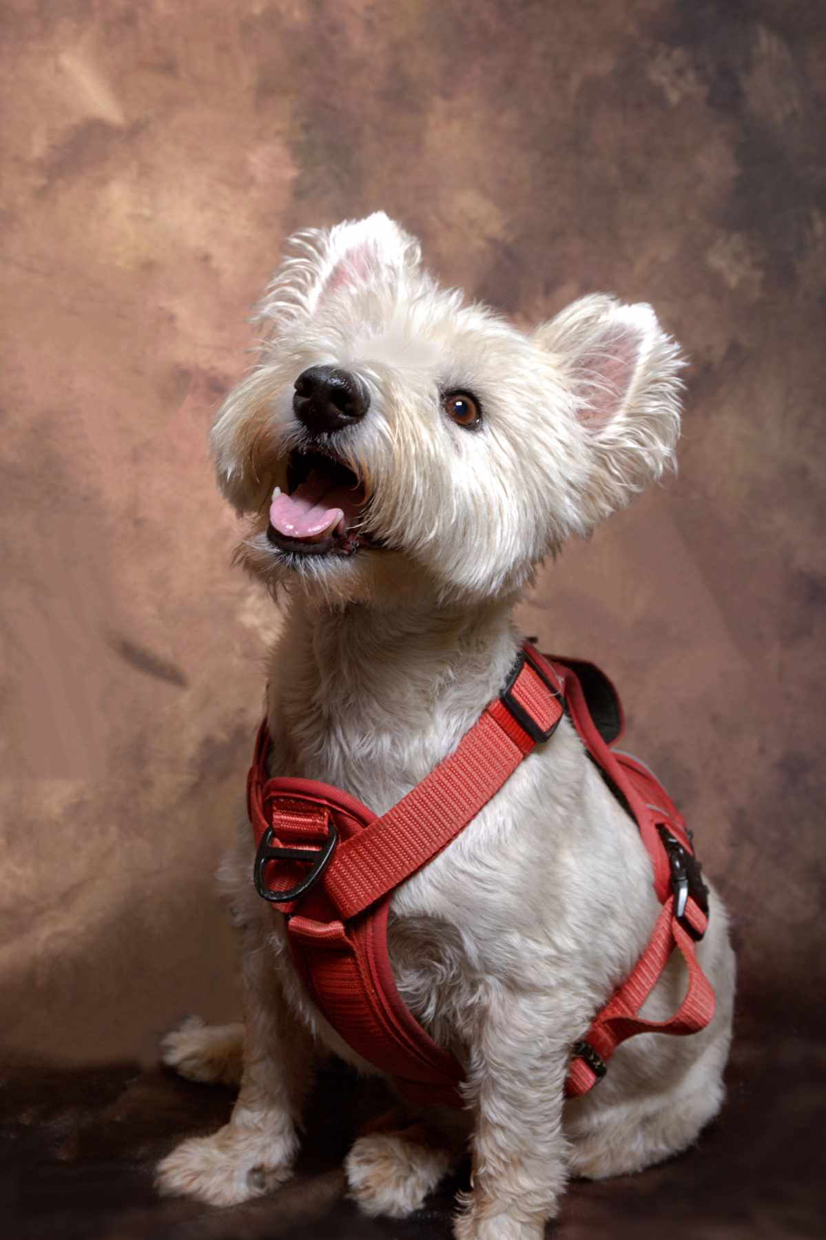Freshly groomed dog